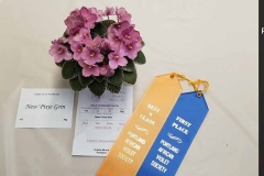 Ness Pixie Grin - Best In Class