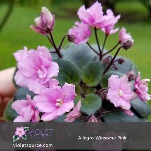 Allegro Winsome Pink – 2″ Live Plant