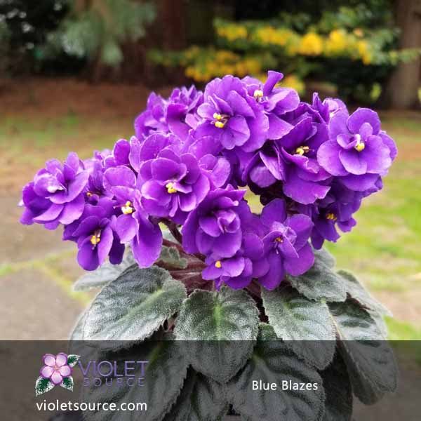 Blue Blazes African Violet 2 Live Plant Violet Source