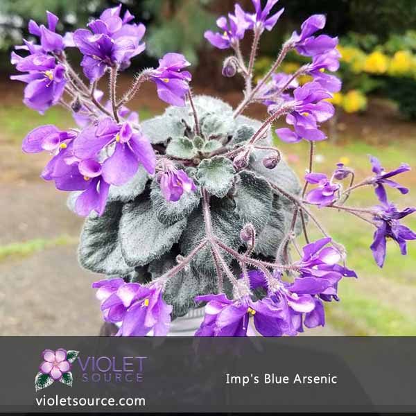 Imp S Blue Nic African Violet 2 Live Plant Source Imp S Blue Nic African Violet 2 Live Plant