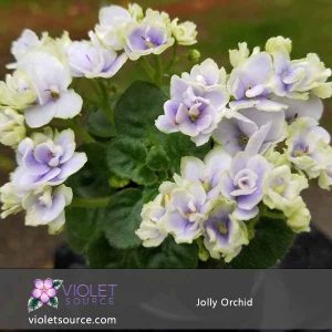 Jolly Orchid African Violet – 2″ Live Plant