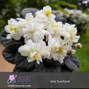 Jolly Sun Chaser African Violet – 2″ Live Plant