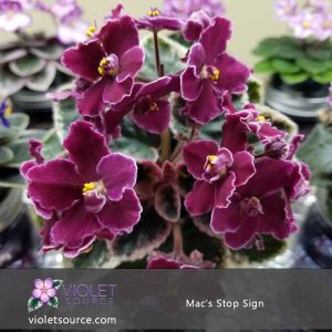 Mac’s Stop Sign African Violet – 2″ Live Plant