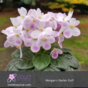 Morgan’s Declan Duff African Violet – 2″ Live Plant