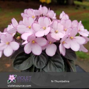 N-Thumbelina African Violet – 2″ Live Plant