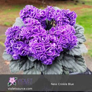 Ness Crinkle Blue African Violet – 2″ Live Plant