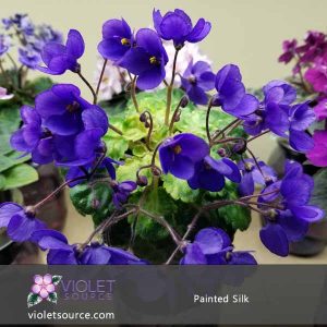 Painted Silk African Violet – 2″ Live Plant