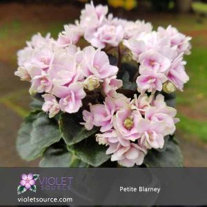 Petite Blarney African Violet – 2″ Live Plant