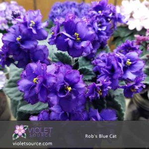 Rob’s Blue Cat African Violet – 2″ Live Plant