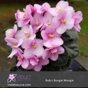 Rob’s Boogie Woogie African Violet – 2″ Live Plant