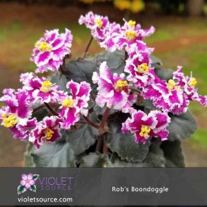Rob’s Boondogle African Violet – 2″ Live Plant