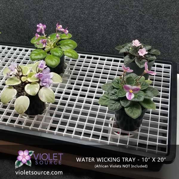 Wick Watering Tray With African Violets