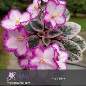 Aca’s Libbie African Violet – 2″ Live Plant