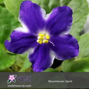 Bloomlovers Spirit African Violet – 2″ Live Plant