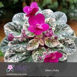 Dean’s Ruby African Violet – 2″ Live Plant