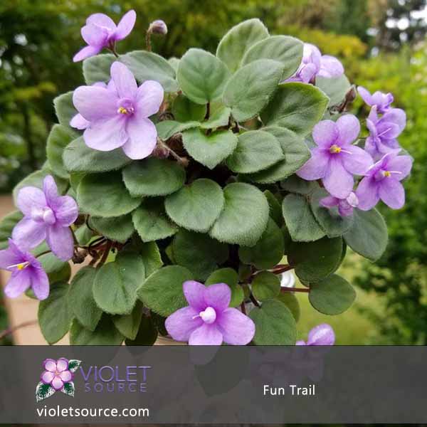 Fun Trail African Violet 2 Live Plant Source Fun Trail African Violet 2 Live Plant
