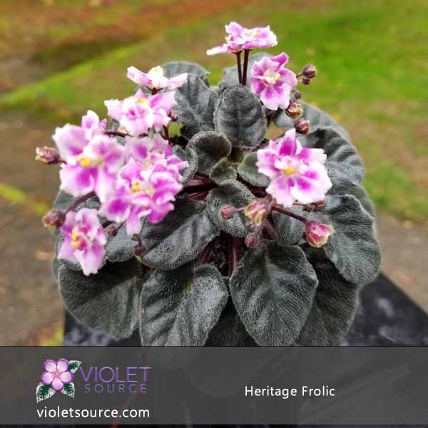 Heritage Frolic African Violet 2 Live Plant Source Heritage Frolic African Violet 2 Live Plant