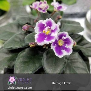 Heritage Frolic African Violet – 2″ Live Plant