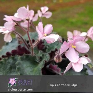 Imp’s Corroded Edge African Violet – 2″ Live Plant