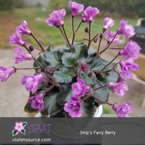 Imp’s Fairy Berry African Violet – 2″ Live Plant