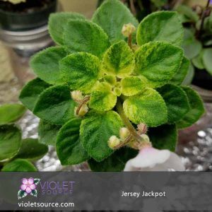 Jersey Jackpot African Violet – 2″ Live Plant