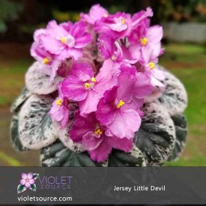 Jersey Little Devil African Violet – 2″ Live Plant