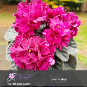 Jolly Fireball African Violet – 2″ Live Plant