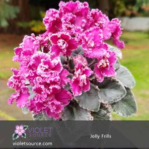 Jolly Frills African Violet – 2″ Live Plant