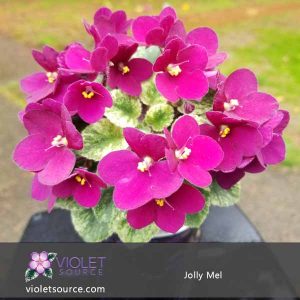 Jolly Mel African Violet – 2″ Live Plant
