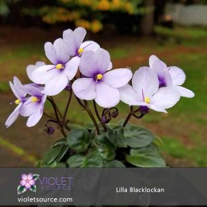Lilla Blaklockan African Violet – 2″ Live Plant