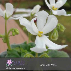 Lunar Lilly White African Violet – 2″ Live Plant