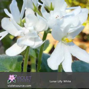 Lunar Lilly White African Violet – 2″ Live Plant