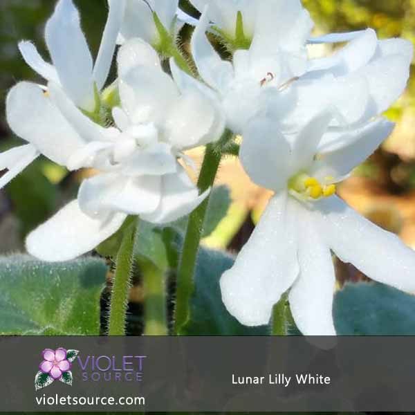 Lunar lily white фиалка фото и описание