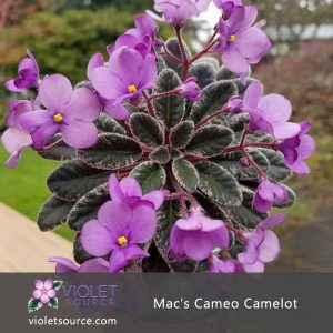 Mac’s Cameo Camelot African Violet – 2″ Live Plant