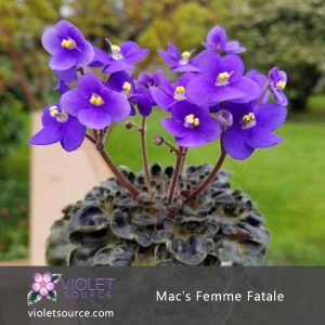 Mac’s Femme Fatale African Violet – 2″ Live Plant