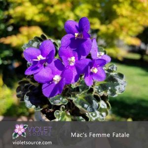 Mac’s Femme Fatale African Violet – 2″ Live Plant