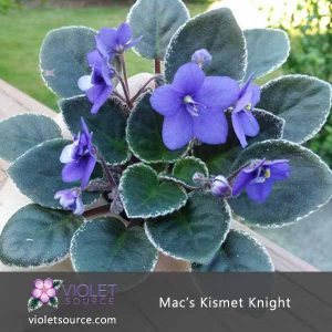 Mac’s Kismet Knight African Violet – 2″ Live Plant