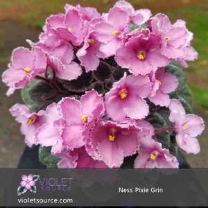 Ness Pixie Grin African Violet – 2″ Live Plant