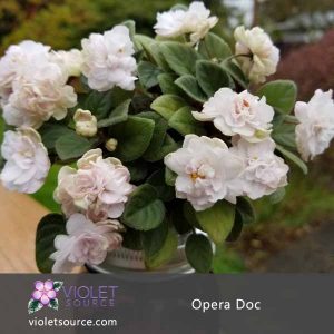 Opera Doc African Violet – 2″ Live Plant