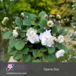 Opera Doc African Violet – 2″ Live Plant