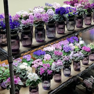 African Violet Rack